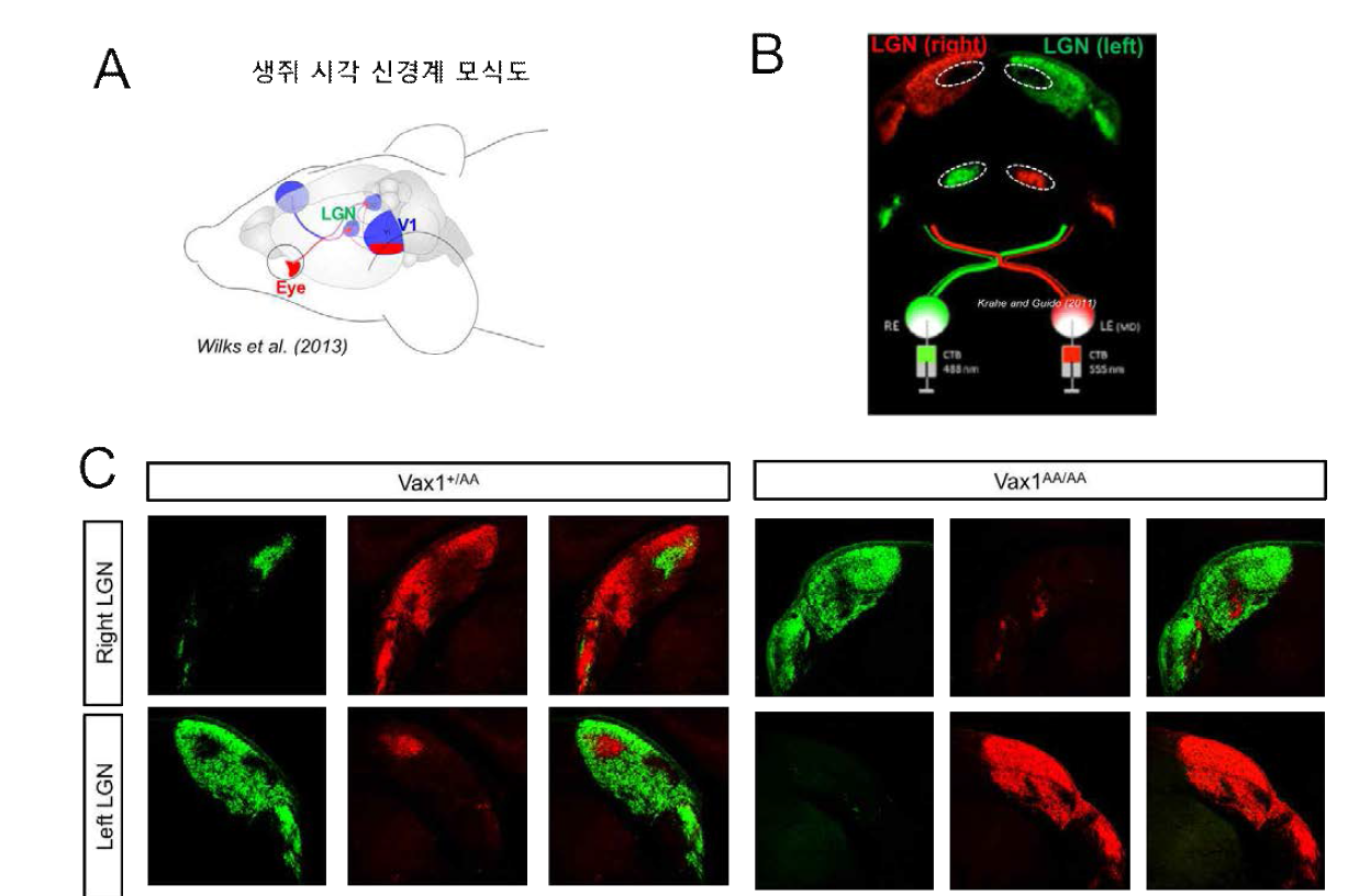 Vax1 (KR/AA) 생쥐에서 나타나는 시신경 교차 장애. 앞의 그림 ?에 따르면 정상 Vax1 유전자를 발현하는 생쥐에서는 시신경교차가 정상적인 구조인 반면, 변이형 Vax1 (AA) 유전자를 발현하는 생쥐에서는 시신경 교차의 구조가 나타나지 않음. (A) 생쥐 시각계에서 시신경의 95% 이상은 눈과 반대쪽에 위치한 뇌 부위로 연결되고 5% 이내의 시신경이 동일한 쪽의 뇌 부위로 연결이 됨. 특히, 이 중 측시상핵(lateral geniculate nucleus, LGN)으로 연결된 시신경은 망막의 이미지를 전달하고 이 정보가 대뇌의 시각중추 (visual cortex 1, V1) 영역으로 전달되는 특징이 있음. (B) 이러한 시신경 교차 여부를 확인하는 방법은 생쥐의 좌우측 눈에 각각 다른 색깔을 나타내는 시신경 염색 형광물질을 주입한 후 이들 형광물질이 좌우측 LGN에 분포하는 양상을 통해 알 수 있음. 즉, 오른쪽 눈(right eye, RE)에 주입한 녹색 형광물질에 염색된 시신경의 대부분은 왼쪽 LGN에서 검출되고, 왼쪽 눈(left eye, LR)에 주입한 적색 형광물질에 염색된 시신영은 오른쪽 LGN에서 주로 검출됨. (C) 생후 60일 된 생쥐에 눈에 각각 녹색과 붉은색 형광을 나타내는 Cholera Toxin B (CTB)를 주입함. Vax1(+/AA) 생쥐에서는 시신경교차로 인해 CTB를 주입한 대부분 반대쪽 뇌의 LGN 영역에서 염색되었으나, Vax1(AA/AA) 생쥐에서는 시신경 교차의 상실로 인해 CTB가 주입한 눈과 같은 쪽 뇌 영역에서 염색되었음. 이는 Vax1의 세포 간 이동이 저해되면 시신경이 뇌 중간선 부위를 통과하지 못하고 같은 쪽 뇌로 진행을 함을 의미함