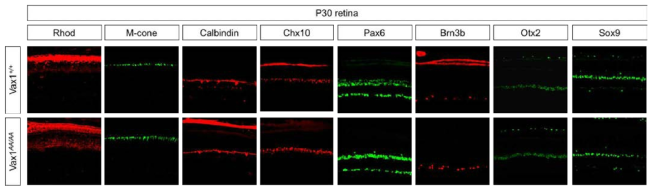 Vax1(AA/AA) 생쥐 망막의 해부학적 분석. 생후 30일 된 생쥐 망막에 해부학적 분석. 생후 30일 된 Vax1 생쥐와 Vax1(AA/AA) 생쥐의 망막세포를 면역형광염색법을 이용하여 망막을 구성하는 각각의 세포를 확인함. 광수용체 세포(photoreceptor)를 표지하는 Rhod,,M-cone 과 수평세포(horizontal cell)를 표지하는 Calbindin, 무축삭세포(amacrine cell)을 표지하는 Chx10, Pax6, 신경결세포(ganglion cell)을 표지하는 Brn3b 등을 이용하여 확인한 결과, 정상 생쥐와 Vax1(AA/AA) 생쥐에서 망막에서 발현되는 단백질의 큰 변화는 보이지 않음. 이는 Vax1 단백질이 망막구조의 발생에는 직접적인 영향을 미치지 않음을 의미함