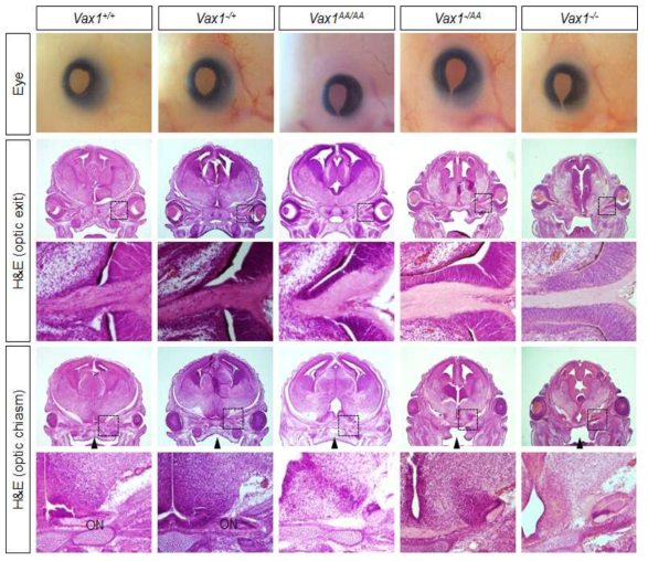 Vax1(KR/AA) 생쥐의 해부학적 분석. (위) 수정 후 15일 생쥐 배아 사진. 정상 및 Vax1(+/-) 생쥐와 달리 나머지 생쥐들에서는 안구 하부에 틈이 생기는 coloboma가 관찰됨. 해당 생쥐 뇌 절편을 조사한 결과 해당 생쥐의 optic stalk의 하부가 완전히 닫히지 않아 시신경 성장이 정상적으로 일어나지 못해 optic chiasm 형성이 일어나지 않음. ON, optic nerve. 다만, 변이형 Vax1 단백질만을 가지는 Vax1 AA/AA 생쥐에서는 입 천장이 열리는 구개열이 나타나지는 않음. 입천장 뼈를 만드는 신경능세포(Neural crest cell) 에서는 Vax1에 역할에 대한 규명이 필요함