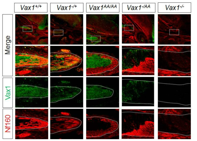 Vax1(AA) 단백질의 세포 간 이동 저하. 1차년도에 제작 완료한 Vax1(AA) 단백질을 발현하는 생쥐 시신경에서 세포 간 이동을 검증하기 위하여 각기 정상 Vax1 및 변이형 Vax1(AA) 유전자를 0, 1, 2개 씩 발현하는 수정 후 14.5일 생쥐 시신경 내 Vax1을 시신경축삭 표지자인 Nf160 과의 면역형광염색을 통해 조사함. 그 결과, 정상 생쥐 시신경 축삭에서 관찰되던 Vax1 단백질이 Vax1(AA)만을 발현하는 생쥐 시신경축삭에서는 관찰되지 않음. 이는 시신경을 둘러싸고 있는 astrocyte precursor cell (APC)에서 발현된 Vax1이 시신경축삭으로 이동이 되지 못했음을 의미함