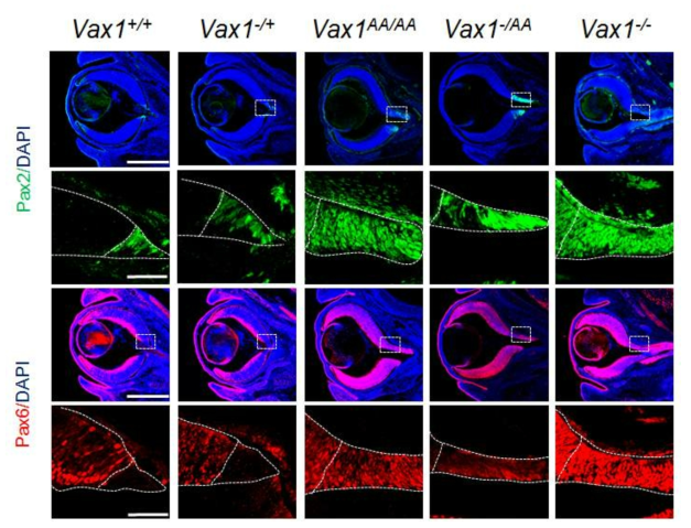 Vax1(AA) 생쥐에서 관찰된 hypomorphic phenotype. 선행연구를 통해 Vax1(AA) 변이 단백질은 세포 간 이동 뿐만 아니라 Vax1 타겟 유전자에 대한 전사 활성 역시 정상의 80% 정도로 감소함을 발견하였다. 이는 Vax1(AA) 생쥐에서 나타난 변화들이 단백질이 세포 간 이동 실패로 인해 나타나는 것과 동시에 Vax1 타겟 유전자 발현의 저하에 의해서도 나타날 가능성이 있다. 이를 확인하기 위해 Vax1 전사 기능에 의존적인 것으로 알려진 망막과 시축(optic stalk) 사이의 경계 형성을 망막과 시축의 마커인 Pax6와 Pax2의 분포를 통해 조사하였다. Vax1(AA/AA) 생쥐에서 망막 부위가 시축 영역으로 확장되어 있으며, 이 부위는 두 영역의 세포들이 섞여 있는 특징을 보인다. 다만, 이 현상은 Vax1(-/-) 생쥐에서 보이는 망막 영역의 전반적 확장 현상 보다는 다소 약한 특징을 보임
