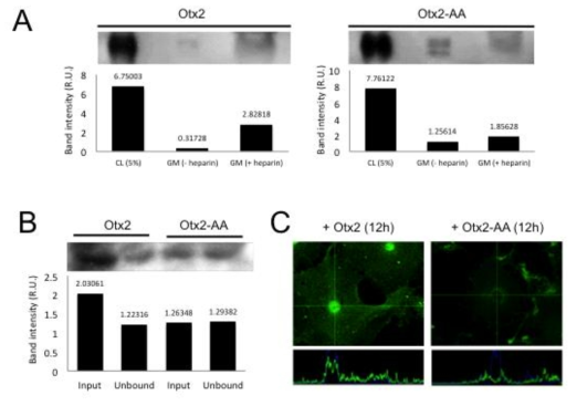 Otx2-AA 단백질의 세포 간 이동 능력 측정. 1단계 연구를 통해 cortical PV cell 외부의 perineural network (PNN)의 chondroitin sulfate (CS)에 결합하는 부위로 판명된 Otx2의 44-45번에 있는 Arg-Lys (RK) 부위를 Alanine으로 치환한 Otx2-AA 단백질의 세포 간 이동 능력을 배양세포에서 조사함. (A) Otx2를 과발현하는 293T 세포의 배양액 (growth medium (GM))을 heparin 존재 여부에 따라 분리한 후 각 배양액에 존재하는 Otx2 단백질의 양을 조사함. 그 결과 정상 Otx2 단백질은 heparin 처리 없이는 배양액에서 거의 검출이 되지 않았지만, Otx2-AA는 heparin 처리 없이도 정상보다 3배 이상의 단백질이 배양액에 존재함. 이는 Otx2-AA 단백질의 세포막 부착력이 약화되었음을 의미함. (B) Otx2-AA 단백질의 세포 간 이동을 조사하기 위해 Otx2-myc/His 재조합단백질을 COS7 세포에 처리 후 세포 배양액을 포집하여 세포에 결합하지 못하고 배양액에 남은 단백질과 넣어 준 단백질 양을 상호 비교함. 그 결과, Otx2의 경우는 약 60% 단백질이 세포로 이동하지 못하고 남아 있지만 Otx2-AA는 거의 대부분 단백질이 세포로 이동하지 못하고 배양액에 남아 있음을 확인함. (C) 마찬가지로 COS7 세포 내부로 이동한 Otx2 단백질의 양을 면역형광염색으로 조사한 결과 세포의 핵까지 이동한 정상 Otx2보다 Otx2-AA 단백질은 세포막에만 일부 검출될 뿐 세포 내부로 이동이 거의 이루어지지 않음