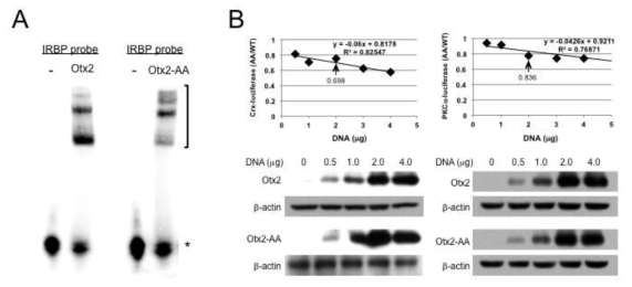 Otx2-AA 단백질의 생화학적 활성 검증. (A) Otx2와 Otx2-AA 단백질을 각각 Otx2의 타겟 유전자인 IRBP의 promoter 부위에 해당되는 DNA oligomer probe와 섞어서 타겟 DNA 서열에 대한 결합력을 측정함. 그 결과 Otx2-AA는 Otx2와 비교해 약간 감소하였지만 여전히 정상적인 DNA 결합능력을 가지고 있음을 확인함. (B) DNA에 정상적 결합을 하는 Otx2-AA의 전사촉진 활성을 망막 내 Otx2 타겟 유전자인 Crx와 PKCalpha promoter에 의해 발현되는 luciferase의 활성을 조사함으로써 확인함. 그 결과 Otx2-AA는 Otx2에 비해 약 70~80% 정도의 전사활성을 가지는 것으로 확인됨
