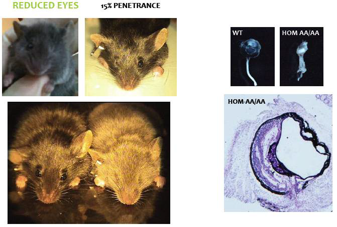 Otx2-AA 생쥐의 안구 발달 이상. 3개월 된 Otx2-RK->AA (Otx2-AA) knock-in 생쥐의 안구에서 나타나는 안구 발달 이상. 화살표는 microphthalmia (소안증)을 나타내는 눈이 있는 부위를 표시하며, 이 안구를 적출한 사진이 우측 위에 있으며, 이 안구 절편의 H&E 사진이 우측 하부에 있음