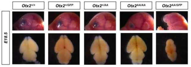 Otx2-AA 생쥐의 뇌 발달 유지 효과. Otx2의 활성이 정상에 비해 약 70% 정도인 Otx2-AA의 기능이 실재로 생체 내에서 어떤 발달 이상을 가지고 올지를 조사하기 위해, Otx2가 2개 모두 정상인 경우 (Otx2+/+), 하나의 정상 Otx2와 하나의 Otx2-AA를 가지는 경우 (Otx2+/AA), Otx2-AA만 두 개 가지는 경우 (Otx2AA/AA), Otx2 하나만 가지는 경우 (Otx2+/GFP), Otx2-AA만 하나 가지는 경우 (Otx2AA/GFP)로 나누어 뇌와 안구 발달을 조사함. 그 결과, Otx2가 하나만 있을 때는 뇌와 안구 발달 모두 정상이지만, Otx2-AA만 하나 가진 경우는 안구 발달이 전혀 이루어지지 않고 뇌의 크기도 줄어들어 있음을 알 수 있다. 이는 Otx2-AA가 정 상적인 Otx2에 비해 그 기능이 심각히 약함을 알 수 있음. 또한, Otx2-AA만 두 개 있는 경우, 뇌 발달은 정상이지만 안구의 발달에 약한 이상이 있는 것을 알 수 있음. 이는 Otx2-AA 두 개가 Otx2하나보다 그 활성이 부족함을 시사함. 따라서, 정상 Otx2 하나만 가질 경우 생체는 최소 70% 이상의 전사활성을 가지거나, 70% 이하의 전사활성을 가지더라도 세포 간 이동을 함으로써 이를 보정할 수 있다고 판단할 수 있음