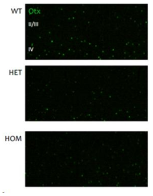 상당수의 관상세포를 포함하고 있고, 약한 ERG 반응도 나타내지만 시각 자극에 대한 반응이 전혀 일어나지 않은 생후 1개월 Otx2-AA 생쥐들의 대뇌에는 망막에서 발현되어 대뇌 시각피질의 PV 뉴런으로의 이동한 Otx2 단백질의 양이 감소되어 있음을 볼 수 있다. 따라서 본 연구결과들은 망막신경 간, 그리고 망막신경에서 대뇌피질 신경세포로의 Otx2 단백질의 세포 간 이동이 생쥐의 시각 발달에 필수적이라는 것을 시사한다
