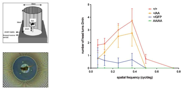 Otx2-AA 생쥐의 시력 테스트. 각기 다른 Otx2 유전자의 변이를 가진 생쥐들의 시력을 검증하기 위하여 생후 60일 생쥐들을 Optomotry를 이용하여 생쥐 정면에 각기 흑백의 세로띠를 반시계 방향으로 속도를 변화시키며 이동할 때 (cyc/deg) 나타나는 생쥐의 머리 돌림 반응도 (head turns) 측정으로 시력을 검증함. 그 결과 Otx2(+/AA) 생쥐는 정상과 비교하여 약간 감소한 시력이지만 여전히 정상 수준의 시각을 가지고 있었지만, Otx2(+/GFP) 생쥐는 시력이 심각한 정도로 손상되어 있었고, Otx2(AA/AA) 생쥐는 시력이 거의 존재하지 않는 상태로 판명됨