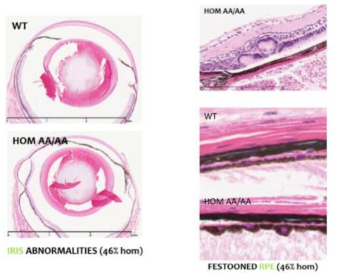 정상 크기의 안구를 가지는 75%의 Otx2-AA/AA 생쥐들의 경우에도 약 45%의 경우는 홍채 (iris)가 정상적으로 발달하지 못했으며, 23%는 Muller glia의 이상에 의해 주로 나타나는 망막 rossette 구조를 보였고, 46%는 망막색소상피세포가 정상적인 세포극성을 유지하지 못하였다