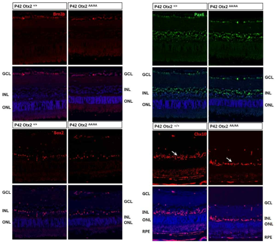 감소한 Otx2 발현세포의 특징을 조사하기 위하여 각 망막신경세포의 마커를 이용해 면역형광염색을 진행하였다. 그 결과, RGC를 표지하는 Brn3, amacrine 세포를 표지하는 Pax6, Muller glia를 표지하는 Sox2를 발현하는 세포의 수는 큰 차이가 없는 반면, 양극세포 마커인 Chx10는 Otx2-AA/AA 망막에서 정상의 30% 수준으로 감소한 것을 알 수 있다. 이는 그 동안 Otx2가 생쥐 망막 INL에서는 주로 양극세포에서 발현이 된다고 알려진 기존 결과와 일맥상통한다