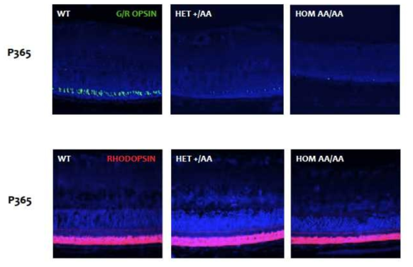 6주령 생쥐와 마찬가지로 생후 1년 후 Otx2-AA/AA 생쥐 망막 내 광수용세포의 감소역시 주로 원추세포에 집중되었고, 관상세포는 상대적으로 그 영향이 적었다. 이러한 원추세포의 감소는 관상세포가 정상적인 Otx2-AA/+ 생쥐에서도 관찰이 되었다