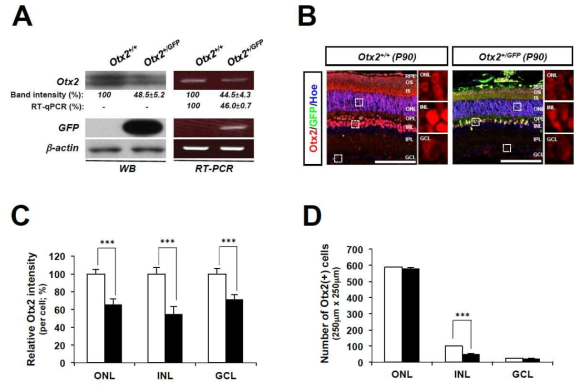 Otx2(+/GFP) 생쥐 망막에서 Otx2의 양적 변화. 망막의 발달 및 퇴화가 관찰된 P90 Otx2(+/GFP) 생쥐 망막 내 Otx2 단백질과 mRNA 양을 정상생쥐와 Western blot (WB)와 RT-qPCR을 통해 비교함. 그 결과 단백질의 경우 정상에 비해 약 44.5%, mRNA는 정상에 비해 약 48.5% 수준을 나타냄. 이 값이 전체 망막 세포 중 Otx2 발현 세포의 수의 감소에 의한 것인지 아니면 전체 Otx2 발현 세포 수의 변화는 없이 단위세포 당 양적 변화에 의한 것인지를 조사하기 위해 P90 Otx2(+/GFP) 망막 내 Otx2 발현 세포를 면역형광염색을 통해 조사함. 그 결과 Otx2를 발현하는 ONL 세포 수는 정상의 94.5%로 큰 변화가 없지만 Otx2를 발현하는 INL 세포 수는 정상의 40.3% 정도 밖에 되지 않았다. 이와는 달리 ONL과 INL 단위세포 당 Otx2 면역형광염색 강도는 61%와 58%로 좀 더 높았다. 이는 WB와 RT-qPCR에서 확인된 Otx2의 양의 감소는 단위세포 당발현량 감소와 INL의 Otx2 발현 세포 수의 감소의 복합적 요인으로 나타난 것으로 파악됨