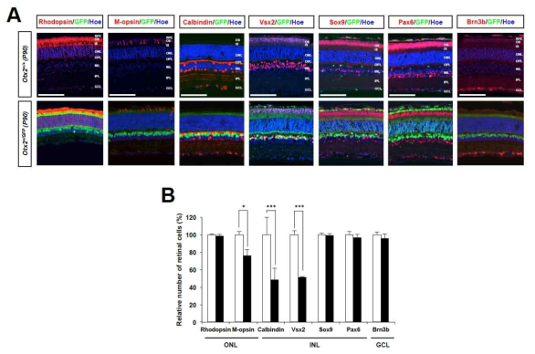 Otx2(+/GFP) 망막에서 양극세포와 평행세포의 감소. Otx2 발현 세포 수의 감소가 나타난 Otx2(+/GFP) 생쥐 망막에서 감소한 INL 세포의 정체를 규명하기 위해, 각 INL 신경세포 특이적 마커의 분포를 통해 조사함. 그 결과 양극세포에서 발현되는 Vsx2를 가지는 세포의 수가 Otx2 경우처럼 정상의 40% 수준으로 감소 함. 특히, Vsx2는 Otx2 유전자 부위에서 발현되는 GFP와 동일한 세포에서 나타나는 것으로 보아, Otx2(+/GFP) 생쥐에서 감소한 Otx2 발현 세포는 양극세포로 추정됨. Calbinin에 의해 표지되는 INL 상부의 평행세포도 그 수가 감소하였으나, 이 세포는 Otx2 및 GFP를 발현하지 않는 것으로 보아 2차적 결과로 판단됨