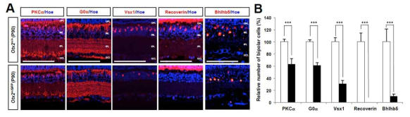 Otx2(+/GFP) 생쥐 망막에서 OFF 양극세포의 집중적 감소 현상. 생후 90일 정상 생쥐와 Otx2(+/GFP) 생쥐 망막 내에 분포하는 양극세포들의 수를 비교한 결과, Otx2(+/GFP) 생쥐에서 모든 양극세포들이 정상 생쥐에 비해 감소해 있음을 알 수 있었다. 특히, 빛이 없을 때 활성화되는 OFF 양극세포들을 표지하는 Vsx1을 발현하는 세포들의 수가 더 큰 감소를 보였으며, 이들 중 Recoverin과 Bhlhb5를 발현하는 제 2형 OFF 양극세포들의 감소의 감소가 가장 두드러지게 나타났다