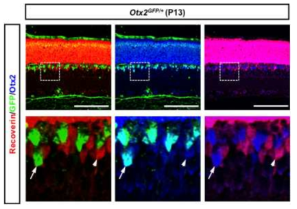 T2 OFF-cone 양극세포의 외부 Otx2 발현. Otx2 유전자 부위에서 발현되는 GFP와 전혀 겹치지 않는 Recoverin 발현 T2 OFF-cone 양극세포의 발달과 유지에 대한 Otx2의 기능을 조사하기 위해 Otx2(푸른색), Recoverin (붉은색), GFP (녹색)을 동시에 면역형광염색을 통해 검출하였다. 그 결과 흥미롭게 T2 OFF-cone 양극세포는 GFP가 없음에도 불구하고 Otx2 단백질은 포함하고 있었다. 이는 T2 OFF-cone 양극세포에 분포하는 Otx2 단백질은 세포 내부에서 발현되었다기 보다는 세포 외부로부터 이동되어 왔음을 시사한다