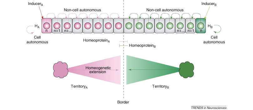 호메오도메인 전사인자의 세포 간 이동을 통한 신경 발생 동조 현상 (Brunet et al., 2007). 형성인자 (inducer) A와 B의 신호를 받은 세포는 HA와 HB 밖에 없지만, 주면 조직들 전체가 형성인자 A의 영향을 받는 조직으로 발달하게 된다. 이러한 A의 작용을 거치지 않고도 A의 영향 조직으로 발달하는 원인을 세포 내 실질적 운명 결정 인자인 호메오도메인 전자인자의 세포간 이동에서 찾아 볼 수 있다