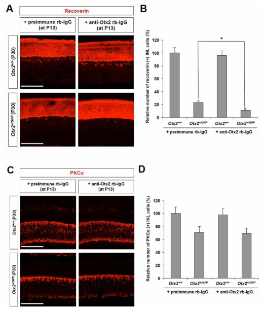 Otx2 항체 주입에 의한 제2형 양극세포의 퇴화. 그림 59에서와 마찬가지로 Otx2에 대한 항체를 생후 13일 정상 생쥐 또는 Otx2(+/GFP) 생쥐 망막에 투여 후 2주 후인 생후 30일에 해당 생쥐 망막을 포집 후 그 안에 존재하는 제2형 양극세포(A,B) 및 관상 양극세포(C,D)의 분포를 면역형광염색으로 조사함. 그 결과 Otx2(+/GFP) 생쥐 망막에 Otx2 항체를 투여한 결과 제2형 양극 세포의 수가 감소함을 알 수 있음. 이는 해당 생쥐 망막의 세포 외부에 존재하는 Otx2가 제2형 양극세포의 유지에 필요함을 시사함