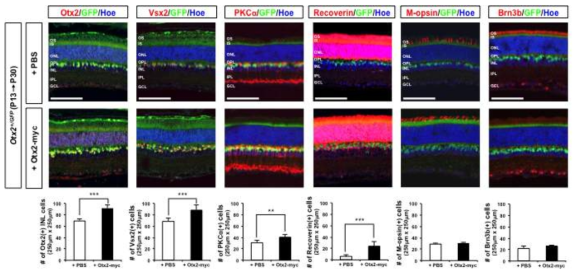 외부 주입 Otx2 단백질에 의한 양극세포 보호. 그림 63과 같이 Otx2를 생후 13일째 생쥐 안구 내에 주입 후 생후 30일에 망막을 포집하여 해당 망막 내에 존재하는 각 신경세포 마커들의 분포를 면역형광염색으로 조사함. 그 결과, 제2형 양극세포와 관상양극세포의 수가 PBS를 투여한 망막과 비교하여 유의미하게 증가함을 알 수 있음