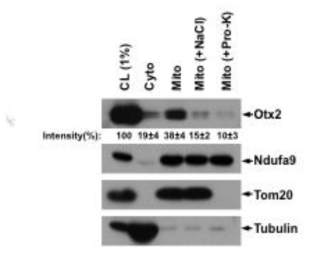 망막신경 세포 내 미토콘드리아에 있는 Otx2의 특징. 생후 14일 생쥐 망막을 적출 후 세포 내 미토콘드리아를 분리하고 (mito) 이를 0.5M NaCl이 포함된 PBS 또는 proteinase-K (1U/ul)이 포함된 PBS에 30분 동안 보관하여 미토콘드리아 외막 지질 또는 단백질과 Otx2 단백질과의 상호작용을 파괴함. 그 결과 미처리 미토콘드리아에 비해 NaCl 처리군은 약 40% 정도만 Otx2 단백질이 남아 있었고, 27%만이 proteinase-K 처리 이후에 남아 있었음. 이는 대부분의 미토콘드리아 Otx2 단백질은 미토콘드리아 외막에 있고 1/3 정도만 내부에 존재함을 알 수 있음