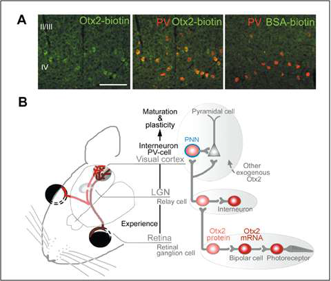 Otx2의 세포 간 이동에 의한 시각 신경네트워크 형성. Biotinylation된 Otx2 단백질을 안구 내에 주입하고 biotinylation 된 Otx의 분포를 망막은 물론, 중뇌의 LGN과 대뇌 시각중추에서 관찰한 결과, 놀랍게도 Otx2가 망막 신경세포로 이동한 후 망막신경을 따라 중뇌로 이동함을 물론, 더 나아가 시각 중추신경에까지 이동하는 것을 관찰할수 있었다. 이러한 Otx2의 세포 내부 또는 세포 간 이동의 기능에 이상이 생긴 생쥐는 시각신경계의 이상이 유발된다 (Sugiyama et al., 2008)