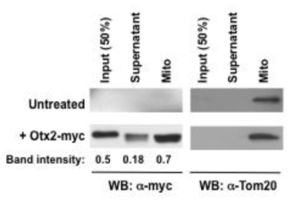 Otx2 단백질의 자발적 미토콘드리아 이동. 순수분리된 생쥐 망막 신경세포 내 미토콘드리아(10ug/ml)와 순수분리된 Otx2-myc(20ng/ml) 단백질을 함께 섞은 후 4oC에서 30분간 방치 후 원심분리하여 미토콘드리아와 용액을 분리함. 이 분획을 각각 SDS-PAGE로 전개 후 Myc과 Tom20에 대한 항체로 Western blot하여 미토콘드리아와 용액에 분포하는 Otx2의 양을 조사함