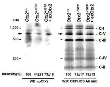 생쥐 망막 신경 미토콘드리아의 ATP 합성복합체 구성체로의 Otx2. Otx2가 ATP5A1과 상호작용을 통하여 미토콘드리아 ATP 합성복합체에 참여할 가능성을 확인하기 위해 생후 15일 생쥐 망막 미토콘드리아를 분리 후 이를 blue native polyacrylamide gel electrophoresis (BN-PAGE) 및 Otx2 항체를 이용한 Western blot을 이용하여 Otx2가 포함된 미토콘드리아의 단백질 복합체의 크기를 측정함. 그 결과 Otx2는 약 700kDa 근방에서 관찰되고, 이는 Otx2(+/GFP) 생쥐 망막에서는 감소하고, Otx2-Myc/His를 투여한 생쥐 망막에서는 그 양이 증가함. 이는 Otx2가 결합하는 ATP5A1이 포함된 ATP 합성복합체인 전자전달 복합체 V와 크기가 유사함. 따라서 Otx2는 ATP5A1과 직,간접적으로 결합하여 미토콘드리아 ATP 합성복합체에 참여함을 의미함