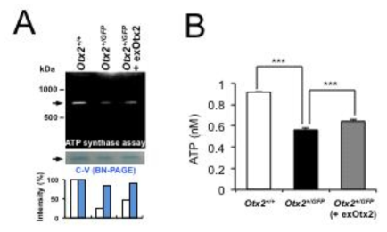 Otx2 투여에 의한 망막신경 내 ATP 합성 촉진. (A) Otx2의 ATP 합성복합체의 구성인자로써 기능을 확인하기 위해, 생후 15일 정상 생쥐 또는 Otx2(+/GFP) 생쥐와 생후 13일에 Otx2 단백질을 투여한 생쥐 망막 신경 미토콘드리아를 분리 후 in gel ATP synthase assay를 통하여 해당 미토콘드리아의 활성을 조사함. Otx2(+/GFP) 생쥐는 정상 생쥐 망막에 비해 분석에 이용한 미토콘드리아 전자전달계 V의 양적인 변화는 크지 않으나 ATP 합성 복합체의 ATP 합성 능력은 정상의 1/4로 줄어들어 있음. 이와는 달리 Otx2를 투여한 Otx2(+/GFP) 생쥐 망막 미토콘드리아의 활성도는 정상의 1/2 수준으로 복구가 됨. 이는 세포 내 ATP 농도의 변화로 나타남 (B)