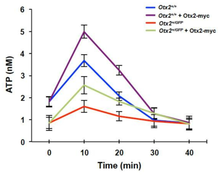 Otx2에 의한 미토콘드리아 ATP 활성도 증가. 외부에서 Otx2가 주입된 생쥐 망막에서 나타난 ATP 활성도 증가가 실재 Otx2 단백질의 직접적인 효과인지를 증명하기 위해, 생후 14일 생쥐 망막에서 미토콘드리아를 순수분리 후 Otx2를 0.5ug/ml로 처리한 10분마다 ATP 농도를 조사함. 그 결과 외부에서 Otx2를 첨가한 경우 정상 및 Otx2(+/GFP) 모두에서 유의미한 ATP 합성도의 증가를 관찰함