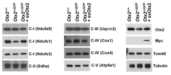 Otx2(+/GFP) 생쥐 망막 신경 미토콘드리아 전자전달계 (OXPHOS) 구성인자 양 비교. Otx2가 위치하는 망막신경세포 내 미토콘드리아의 ATP를 합성 변화가 미토콘드리아 전자전달계 구성인자의 양적 변화를 통해 유도되는지를 확인하기 위해 각 전자전달계 구성인자들의 양을 Western blot으로 조사함. 그 결과 Ndufs1 외에 대부분 구성인자들의 양적 변화가 관찰되지 않음. 이는 Otx2가 전자전달계 구성인자들의 합성이나 안정성을 조절하기 보다는 이들의 활성을 조절하여 ATP 합성을 촉진할 것으로 예측함