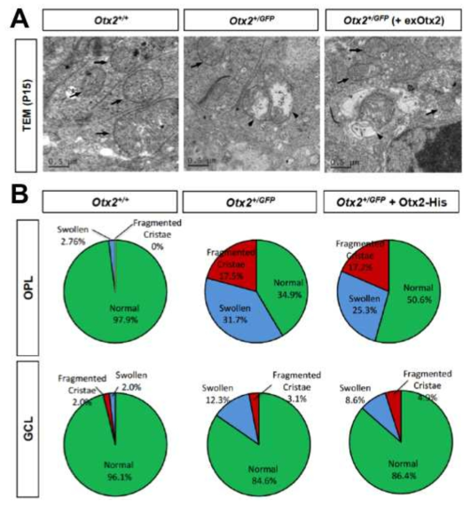 Otx2(+/GFP) 생쥐 망막 내 미토콘드리아 구조 이상 (P15). (A) 생후 15일 정상 망막 및 Otx2(+/GFP) 생쥐 망막과 생후 13일에 Otx2-Myc/His 단백질을 투여한 안구 내 망막 신경세포 내 미토콘드리아의 구조를 전자현미경으로 조사함. 정상 망막신경세포 내 미토콘드리아는 내막이 겹으로 접힌 cristae 구조를 잘 유지하고 있는 반면, Otx2(+/GFP) 생쥐 망막신경세포 내 미토콘드리아는 cristae 겹의 수가 적고 풀린 구조를 가지는 경우가 많음. 이에 반해 Otx2를 주입한 안구 내 망막 신경 미토콘드리아는 cristae 접힘 구조가 회복되는 경향을 보임. (B) 이러한 미토콘드리아의 특징을 정량화하여 그래프로 나타냄