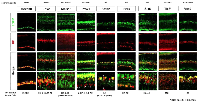 EGFP-BAC 생쥐 망막에서 호메오도메인 전사인자와 EGFP 분포 비교. 기존 논문과 데이터베이스를 기반으로 생쥐 망막에서 발현이 되는 것으로 알려진 HP들 중 BAC-EGFP 생쥐로 제작된 16종을 도입한 후, 이들 중 성공적으로 GFP 형광을 보이는 것으로 확인된 9종의 생쥐를 분석에 이용함. 이들 생쥐들이 생후 30일 망막 절편을 각각의 HP에 대한 항체와 GFP에 대한 항체로 면역형광염색을 수행함. 해당 조직에서 GFP 형광을 동반하지 않고 HP만을 발현하는 세포들을 화살표로 표시함. 위의 BAC-EGFP 생쥐 망막을 이용한 면역형광염색을 통해 세포 간 이동을 할 것으로 예측된 호메오도메인 전사인자들 중 Prox1에 집중하여 이의 유의성 검증을 하였다. 이론적으로 단백질은 mRNA과 동일한 세포에서 발현이 되어야 하고, 생쥐 Prox1은 alternative spliced varient나 isotype이 발견이 되지 않았기 때문에 Prox1 단백질과 Prox1 mRNA는 동일한 세포에서 관찰이 되어야 한다. 하지만, 생쥐 망막에서 Prox1 mRNA는 주로 INL의 윗부분에 집중되어 분포하는 반면, Prox1 단백질은 이 부분 이외에 INL의 아랫부분에도 존재하였다