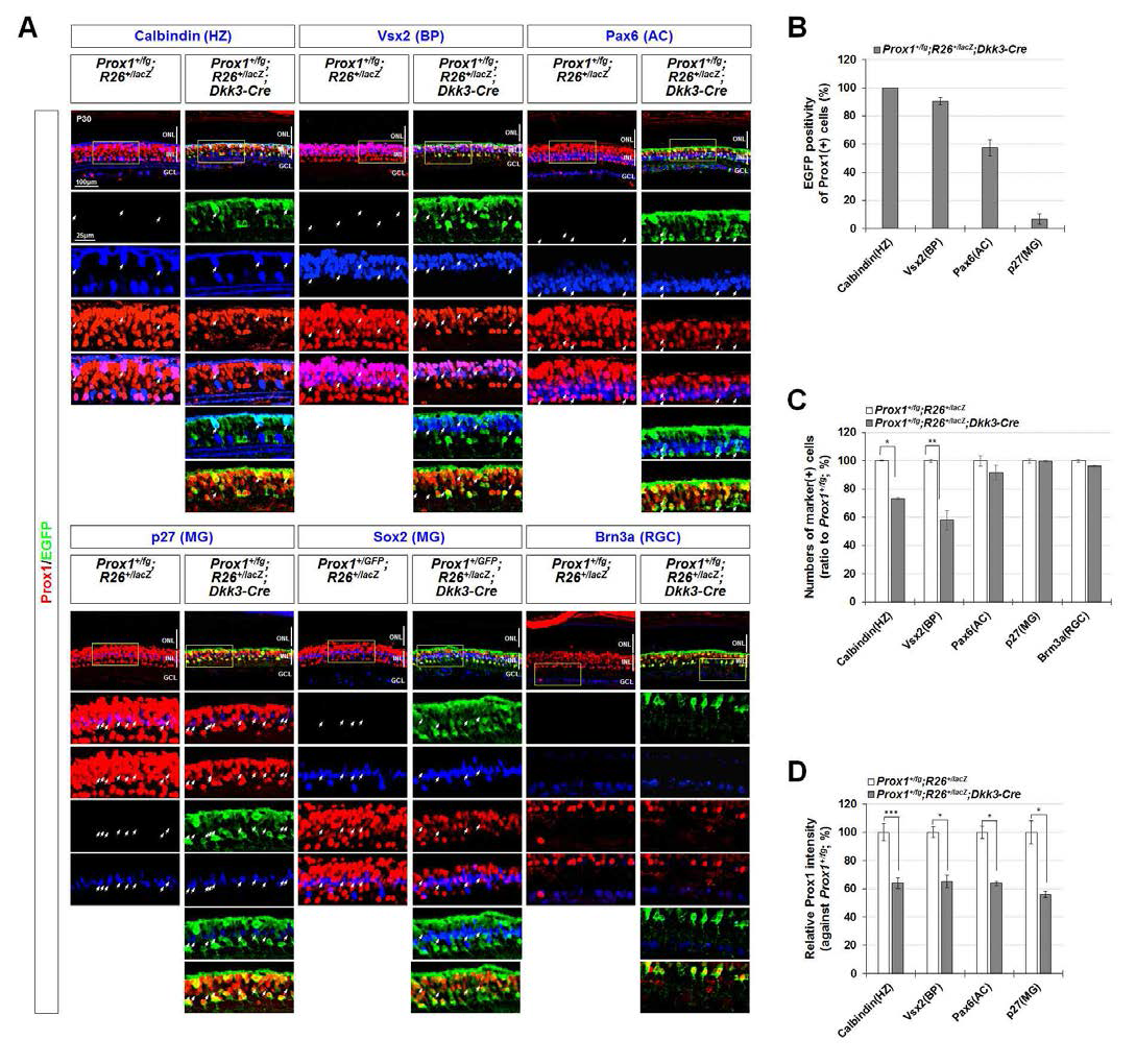 Prox1fg/+;Dkk3-Cre 생쥐를 이용한 망막 세포 내 Prox1 단백질의 자발적 비자발적 발현 판명. (A, B) Prox1 BAX TG 생쥐 망막에서 Prox1 유전자를 발현할 것으로 예상된 Calbindin으로 표지된 HZC과 Vsx2로 표지된 BPC는 물론, Prox1 유전자를 발현하지 않을 것으로 예측되었던 Pax6로 표지된 ACC에서 역시 Prox1 유전자 부위의 전사 활성을 나타내는 EGFP 신호가 관찰됨. 이를 통하여 ACC에서 관찰된 Prox1 단백질 역시 자체 내 Prox1 전사를 통해 생성된 것임을 확인 하였음. 그러나 p27과 Sox2에 의해 표지되는 MC은 EGFP의 발현 없이 Prox1 단백질을 나타냄을 확인함. 이는 MC에 존재하는 Prox1이 외부에서 유입되었을 가능성을 시사함. (C) Prox1 단백질을 자발적으로 발현하는 것으로 검증된 HZC, BPC, 그리고 AC의 경우에는 Prox1 유전자가 하나 제거된 Prox1fg/+;Dkk3-Cre 생쥐의 망막에서 그 수가 현저히 줄어들었으나, Prox1단백질이 외부에서 유입되었을것이라 판단되는 MC의 경우에는 그 수의 변화가 나타나지 않았음. (D) Prox1 유전자가 하나 제거된 경우에 MC의 전체 세포의 숫자는 변하지 않았지만, MC내에 존재하는 Prox1의 양은 Prox1 유전자의 제거에 동반되어 감소하는 특징을 보임. 이는 Prox1을 발현하는 세포에서 Prox1의 생산량이 감소하면 Prox1을 받아들이는 MC내의 Prox1 단백질의 양 또한 감소하였을 가능성을 시사함