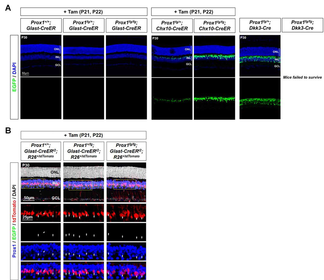 Prox1 유전자를 제거한 Muller glia 세포에서 외부 유래 Prox1 단백질의 검출. (A) MG 내에 존재하는 Prox1 단백질의 비자발적 발현을 다시한번 검증하기 위하여 Prox1fg/fg knock-in 생 쥐와 MG에서 특이적 활성을 보이는 Glast 유전자 부위의 발현 조절을 받는 CreERt2를 발현하는 Glast-CreERt2 생쥐를 교배하여 Prox1fg/+;Glast-CreERt2 생쥐를 제작함. 이 생쥐에서 CreERt2 단 백질은 estrogen analog인 tamoxifen에 의해 활성화 되는 특징이 있으므로, 생후 21일과 22일 양일 간에 걸쳐 생쥐 복강 내 10mg/kg으로 tamoxifen을 주입 후 생후 30일에 생쥐 안구를 적출하여 Cre recombinase에 의해 유전자 재조합이 일어나 Prox1 대신 EGFP를 발현한 망막 세포의 존재 여부를 확인함. 그 결과 생쥐의 망막내 MG에서 Prox1 유전자 부위의 전사 활성을 나타내는 EGFP 신호가 검출되지 않았음. 그러나 Prox1fg/fg knock-in 생쥐와 BPC에서 특이적 활성을 보이는 Chx10 유전자 부위의 발현 조절을 받는 CreERt2를 발현하는 Chx10-CreERt2 생쥐를 교배하여 제작한 Prox1fg/+;Chx10-CreERt2 생쥐의 망막에서는 BPC에서 Prox1 유전자 부위의 전사 활성을 나타내는 EGFP 신호가 검출되었음. 이는 Prox1fg/+;Dkk3-Cre 생쥐를 통해 확인한바와 일치하는 결과임. (B) 앞서 제작한 Prox1fg/+;Glast-CreERt2 생쥐 망막의 MG에서 Prox1 유전자가 확실하게 제거되었음 을 검증하기위해 Cre recombinase 활성이 나타난 세포를 표지하는 Rosa-tdTomato Cre reporter를 함께 가진 Prox1fg/+;Glast-CreERt2;Rosa-tdTomato생쥐를 제작하고, 이 생쥐의 MG에 여전히 Prox1 단백질이 존재하는지의 여부를 검사함