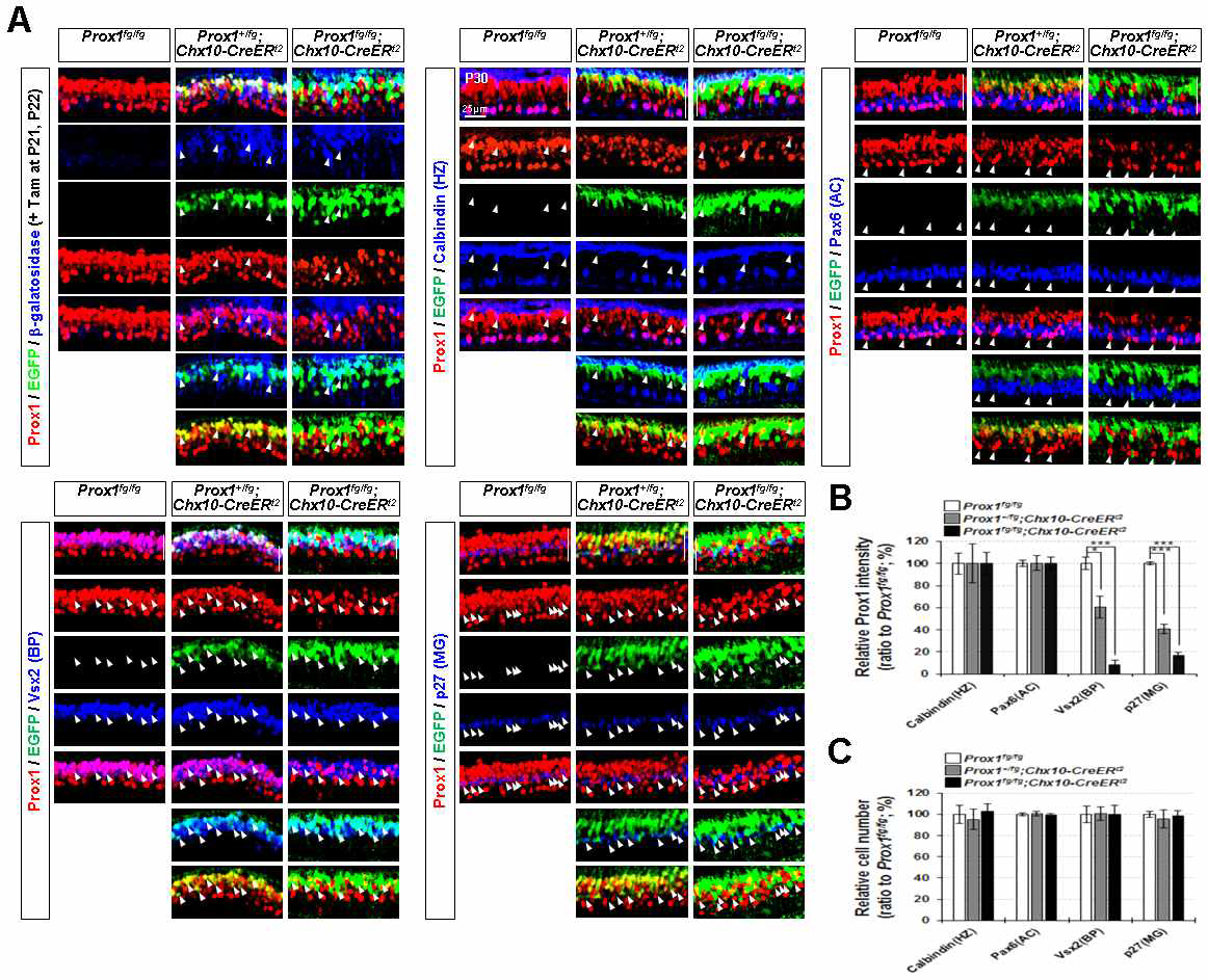 Muller glia 내 양극세포 유래 Prox1의 존재. (A, B) Prox1fg/fgknock-in생쥐와 양극세포에서 특이적 활성을 보이는 Chx10 유전자 부위의 발현 조절을 받는 CreERt2를 발현하는 Chx10-CreERt2 생쥐를 교배하여 Prox1fg/fg;Chx10-CreERt2생쥐를 제작함으로써 Prox1 단백질을 자발적으로 발현하는 BPC에서 Prox1 유전자를 한 개 혹은 두 개 모두 제거한 후, Calbindin으로 표지된 HZC와 Pax6로 표지된 ACC, 그리고 p27로 표지된 MG에 존재하는 Prox1 단백질의 양을 검사하였음. Tamoxifen을 주입한 Prox1fg/+;Chx10-CreERt2생쥐와 Prox1fg/fg;Chx10-CreERt2생쥐 망막 내 BPC에서 Prox1 단백질의 발현을 대신한 EGFP 신호를 관찰함으로써 BPC에서의 Prox1 유전자가 효과적으로 제거되었음을 확인함. 실제로 해당 생쥐의 BPC에 존재하는 Prox1 단백질의 양이 정상 생쥐의 57%, 11% 수준으로 유의미하게 감소되어 있었음. 이와 동시에 MG에서의 Prox1 단백질양 또한 정상 생쥐의 40%, 18% 수준으로 유의미하게 감소되었음. 그러나 MG에서 Prox1의 감소는 EGFP 신호를 동반하지 않는 현상으로, 즉 Cre recombinase에 의한 Prox1 유전자의 상실 없이 나타난 현상으로, 이는 BPC에서 Prox1의 단백질 감소로 인해 이를 받아들이는 MG내의 Prox1 역시 감소했음을 의미함. (C) BPC에서 Prox1 유전자의 제거는 생쥐 망막 조직 내 각각의 신경세포의 숫자에는 영향을 미치지 않는 것을 확인함