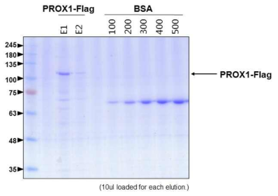 Prox1 재조합 단백질의 대량생산. Prox1 단백질의 망막신경세포 재생 효과를 직접적으로 검증하기 위해 flag-tag이 표지된 Prox1 재조합 단백질을 대량생산하였음. 대장균을 이용한 대량 생산 시스템에서 대부분 단백질 용해성의 문제로 분리가 어려웠던 호메오도메인 전사인자 단백질들의 대량 생산 유도를 위해 Sf9 세포에 vaculovirus를 이용한 발현 시스템을 이용하였음. Flag 표지된 Prox1 cDNA를 pFastBac vaculovirus vector에 cloning 한 후 Sf9 insect cell에 transfection 후 recombinant protein을 발현하는 vaculovirus를 분리 후 다시 Sf9 세포에 감염하여 단백질 발현을 유도함. 해당 세포에서 Flag-Prox1을 Flag antibody를 이용하여 affinity purification 후 antibody-protein complex에서 protein을 acid elution 하여 20ul elution fraction을 SDS-PAGE 후 Coommassie Blue staining으로 검출함. Flag-Prox1 단백질의 상대량 계산을 위해 특정량의 bovine serum albumin (BSA)를 함께 검출하였음