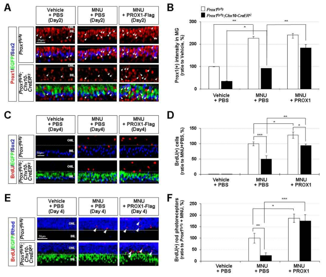 Prox1 재조합 단백질을 사용한 망막신경세포 재생 촉진 효과 검증. (A, B) BP에서 Prox1의 감소로 인해 이를 받아들이는 MG내의 Prox1 역시 감소되도록 만들어놓은 Prox1fg/fg;Chx10-CreERt2 생쥐의 경우, 정상 생쥐와는 다르게 MNU를 이용하여 광수용세포의 퇴화를 유도한 경우에도 Sox2로 표지된 MG내에서의 Prox1 단백질의 증가가 크게 나타나지 않았음. 이것은 Prox1 재조합 단백질의 주입에 의해 다시 정상 생쥐와 비슷한 수준으로 회복됨을 확인하였음. (C, D) MG내의 Prox1이 감소되도록 만들어놓은 Prox1fg/fg;Chx10-CreERt2 생쥐의 경우에는 MNU를 이용한 광수용세포의 퇴화조건에서 BrdU로 표지되는 MG로부터 새롭게 증식한 세포의 수 또한 정상 생쥐에서보다 크게 감소되어있었으나, 이또한 Prox1 재조합 단백질의 주입에 의해 다시 정상 생쥐와 비슷한 수준으로 회복됨을 확인하였음. (E, F) 망막신경세포 손상 후 MG에 존재하는 Prox1에 의해 유도된다고 생각되는 MG부터 광수용세포로의 망막신경세포 재생 정도 또한 정상생쥐에 비해 Prox1fg/fg;Chx10-CreERt2 생쥐에서 크게 감소하였지만, 이 역시 Prox1 재조합 단백질의 주입에 의해 다시 정상 생쥐와 비슷한 수준으로 회복됨을 확인하였음