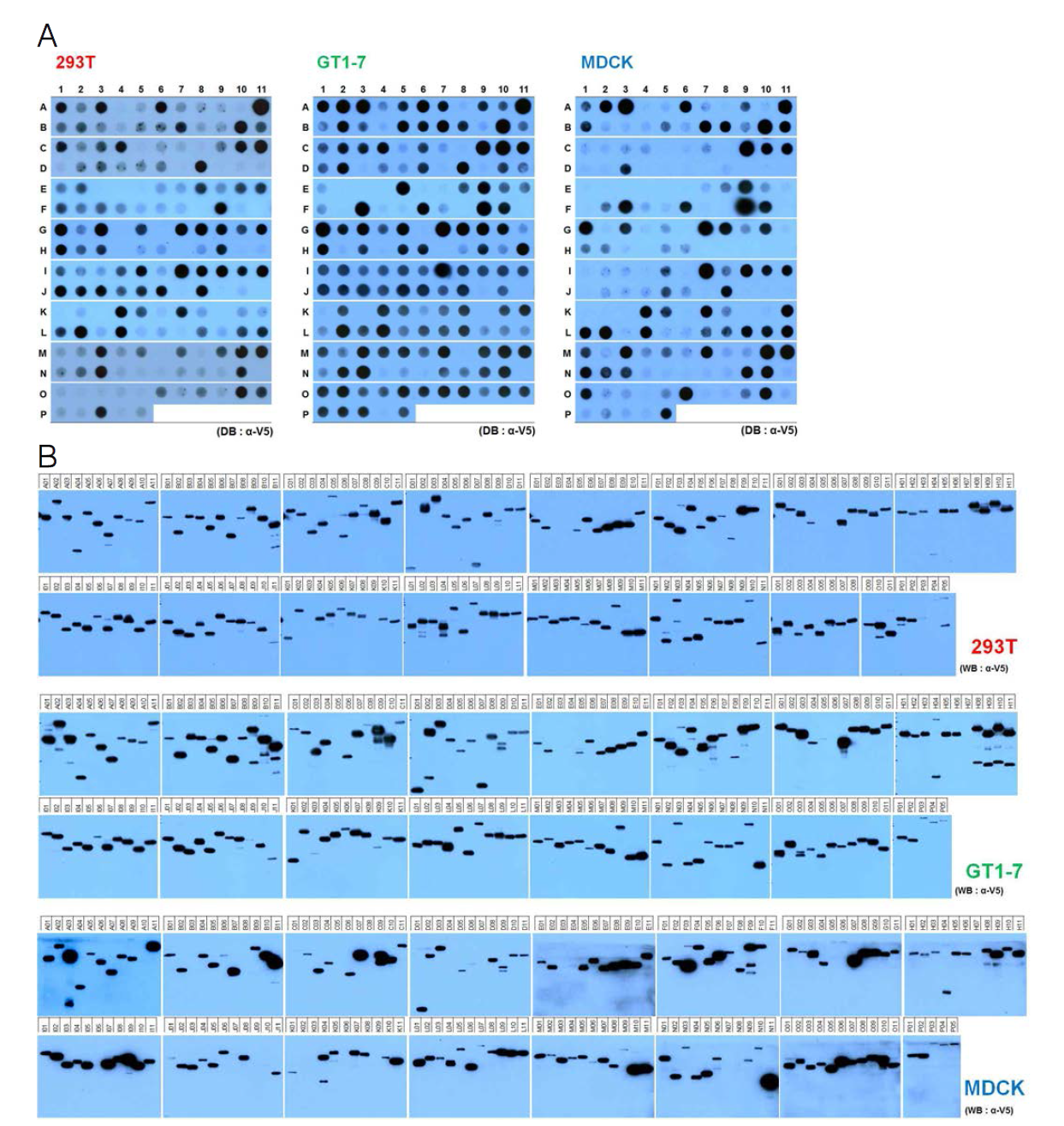 실재 스크리닝 결과. (A) 각각의 HP들을 12well plate의 Human embryonic kidney 293T 세포와 mouse 시상하부 유래 신경세포인 GT1-7 세포, 그리고 dog kidney MDCK 세포에 과발현 시킨 후(DNA 양, 500ng) ‘그림3’에서와 동일한 방법을 사용하여 각 HP들의 세포 외부로의 분비능을 측정하였음. (B) 이와 동시에, V5 antibody를 사용한 WB 시스템을 이용하여 분비능 측정에 사용한 각각의 HP들의 세포내에서의 발현을 측정하였음