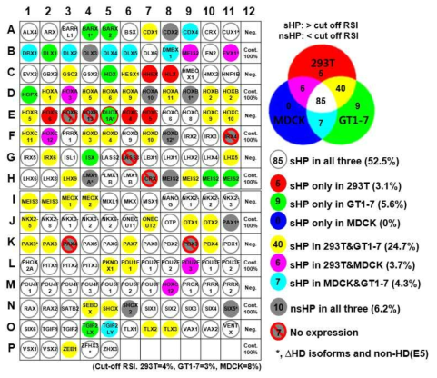 호메오도메인 전사인자의 서로다른 세포주에서의 분비능 비교. ‘그림 6A’의 결과를 도식화하여 나타냄. 그림에서 나타낸 서로다른 색깔은 각각의 HP이 해당하는 세포주에서 sHP 으로 분류되었음을 의미함. 전체 HP들 중94%에 해당하는 152개의 HP이 실험에 사용한 3개의 세포주들 중 적어도 한 개의 세포주에서 분비능을 가짐을 확인함. 이는 세포밖으로의 분비능은 대부분의 HP들이 가지는 일반적인 특징임을 시사함. 그러나 전체 HP들 중 52.5%에 해당하는 85개의 HP들만이 실험에 사용한 3개의 세포주 모두에서 분비능을 나타냈으며, 6.2%에 해당하는 10개의 HP은 3개의 세포주 모두에서 분비능이 없는 nsHP으로 분류되었음. 이러한 결과를 통하여 HP의 분비능은 이들의 가지는 일반적인 특징이기는 하지만 세포의 종류와 그 환경에 따라 다르게 나타날 수 있음을 확인하였음