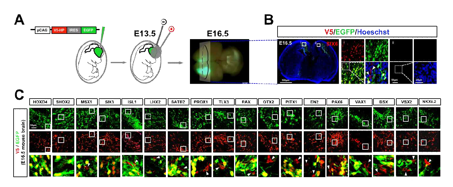 호메오도메인 전사인자의 생체내에서의 세포 간 이동 현상. (A) sHP 또는 nsHP들의 세포 간 이동 현상이 생체 내에서도 동일하게 일어나는 것인지를 확인하기 위하여, HeLa 세포주를 이용한 HP의 주변 침투능 검증에 사용한것과 동일한 HP 유전자 카세트를 수정 후 13.5일된 생쥐 배아 뇌실에 elecroporation을 통해 도입함. (B) 유전자 카세트 도입 3일 후인 수정 후 16.5일에 배아 뇌를 적출하여 배아 뇌신경세포에서 HP의 신호(red)만을 나타내는 세포의 존재 여부를 V5와 EGFP에 대한 면역형광 염색을 통하여 확인함으로써 HP의 생체내에서의 세포간 이동을 조사함. (C) 그 결과, 앞선 3개의 세포주를 사용한 HP의 분비능 조사와 HeLa 세포주를 사용한 HP의 주변세포로의 침투능 조사에서 분비능 및 침투능을 모두 가진다고 검증된 OTX2, EN2, PAX6, VAX1 등의 HP 들의 결과에서는 모두 세포간 이동을 나타내는 HP의 신호(red)만을 나타내는 세포를 다수 확인 할 수 있었으나, 세포밖으로의 분비능 및 주변세포로의 침투능이 모두 없다고 검증된 SHOX2의 경우에는 세포간 이동을 나타내는 HP의 신호(red)만을 나타내는 세포 없이 EGFP를 동시에 발현하는 세포들에만 머무르고 있음을 확인함