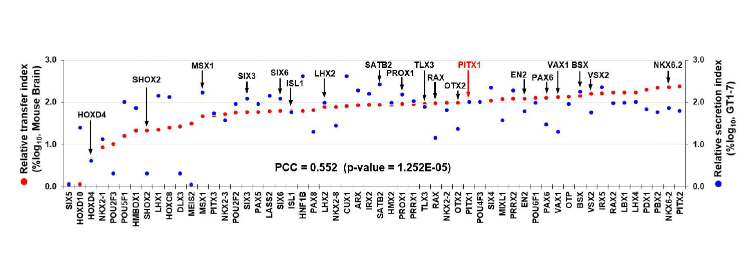 호메오도메인 전사인자의 생체 내 세포 간 이동 정도 비교. Pitx1의 면역형광염색결과에서 ‘HP의 신호(red)만 나타나는 세포의 수 / HP의 신호(red)와 GFP의 신호(green)가 동시에 나타나는 세포(yellow)의 수’를 100으로 정하고 이에 대한 상대값으로 각각의 HP들의 생체내에서의 세포간 이동 정도(RTI)를 측정하였음. HP의 생체내에서의 주변세포로의 이동정도(좌측 Y축)를 mouse 시상하부 유래 신경세포인 GT1-7 세포에서의 HP의 분비정도(우측 Y축)와 비교해보았을 때, 약한수준이기는 하지만 상관관계가 있음 확인함. 이를 통하여 HP의 세포간 이동 및 침투현상은 세포종류 및 환경조건에 따라 다르게 나타나기는 하지만 생체 조건에서도 여전히 동일하게 나타나는 현상임을 검증하였음