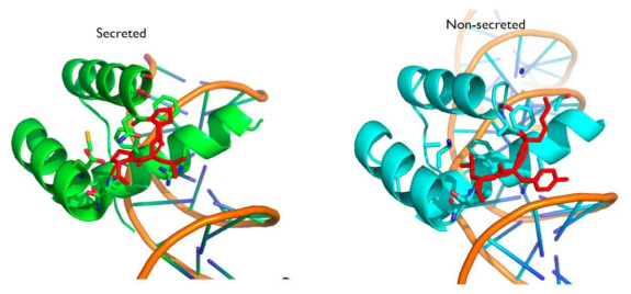 분비성 호메오도메인과 비분비성 호메오도메인의 구조 비교. (left) 분비성 호메오도메인 전사인자인 ej139의 알려진 구조. (right) 비분비성 호메오도메인인 ej042의 알려진 구조. ‘그림16’의 orange box에 해당하는 residue(red stick)와 주변 5A 이내에 인접한 ATOM을 stick으로 표시함. 해당 sequence는 ej139에서는 PLP[23-25]의 패턴을 나타내고, ej042에서는 KYL[22-24]의 패턴을 나타냄. 현재 가설(호메오도메인이 DNA에 binding되지 않은 conformation[open form]을 가질 수 있고, 이 점이 secretion에 관련이 있다)을 바탕으로 추측해 볼 때, ej139 PLP의 양쪽 proline은 open form에서 helix-turn-helix 구조 안정화와 관련있을 수 있음. ej042의 L24는 hydrophobic core를 형성하면서 현재 conformation(closed form)에서의 helix packing에 관련된다고 추측됨