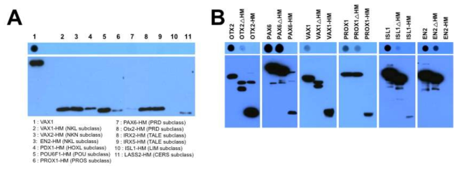 호메오도메인 비의존성 분비. (A) 각 호메오도메인 subclass에 해당하는 전사인자들로부터 호메오도메인 만을 선택적으로 분리한 후 293T 세포에 발현한 후 각 호메오도메인들의 분비능을 조사함. 모든 종류의 호메오도메인은 그 자체만으로는 분비가 일어나지 않음 . (B) 기존에 알려진 분비형 호메오도메인 전사인자들에서 호메오도메인이 선택적으로 제거되었거나 호메오도메인 만을 가지는 변이형을 293T 세포에 발현 후 정상 호메오도메인 전사인자와 분비성을 비교 조사함. 기존에 알려진 분비형 호메오도메인 전사인자들인 Otx2, Pax6와 En2 등은 호메오도메인이 제거된 상태에서도 분비가 일어남을 확인하였음. 이는 특정 호메오도메인이 세포 외부로 분비를 결정하는 중요한 motif를 가지고 있지는 않다는 것과, 호메오도메인 이외의 부분에 호메오도메인 전사인자의 분비성을 조절하는 motif가 존재할 가능성을 시사함. (위) Media에 존재하는 단백질을 검출하는 dot-blot. (아래) 세포 내부에 있는 단백질들을 조사하는 Western blot
