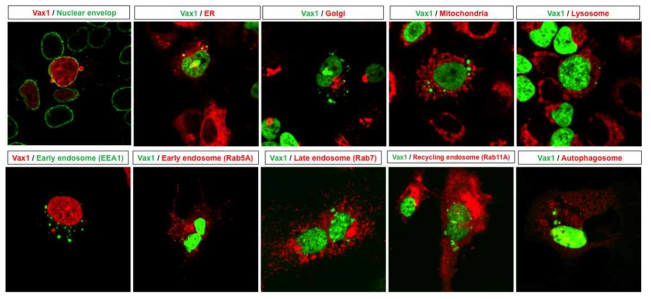 Vax1의 세포 내 소기관 내의 위치. Vax1의 subcellular organelle marker와의 co-staining을 통해 Vax1은 핵에 주로 분포하며 세포질에서는 응집된 형태로 나타남을 알 수 있음. 이러한 응집된 Vax1 분포는 핵막 및 ER과는 중복되어 있지만, Golgi와는 중복되어 있지 않음. 이는 일반적인 분비단백질이 거치는 ER-Golgi를 통한 분비를 따르지는 않음을 시사함. 그 외 mitochondria, lysosome 등의 세포 소기관과 endosome, autophagosome 등 단백질의 세포 내 이동에 관여하는 이동낭 (trafficking vesicle) 등과도 겹치지 않음. 이는 Vax1이 세포 핵 내에서 출발하여 세포 외부로 특수한 수송 과정을 통해 분비됨을 시사함