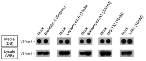 Vax1 분비에 미치는 세포 내 단백질 이동 억제 약물의 효과. Vax1의 분비가 기존 알려진 정형적인 ER-Golgi 경로에 대한 억제 약물인 brefeldinA(12시간); 핵공을 통한 핵->세포질로의 단백질 이동을 억제하는 leptomycinB(4시간); 리소좀에서의 단백질 분해를 억제하는 bafilomycinA1(24시간); proteasome을 통한 단백질 분해를 억제하는 MG132(4시간); PI3K의 활성 억제를 통해 autophagy를 저해하는 3-MA(12시간) 후 세포 배양액에 분비된 Vax1 단백질의 양을 비교함. 그 결과, Vax1의 분비는 ER-Golgi를 매개하지 않으며, 핵공을 통한 세포질로의 이동도 필요하지 않음을 확인함. 또한, Vax1은 proteasome을 통한 분해보다는 리소좀을 통해 분해될 가능성이 높고, 이 과정은 세포질에서 단백질을 리소좀으로 이동하는 autophagy를 매개하지는 않을 것이라는 가능성을 시사함