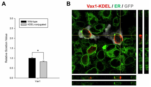 Vax1의 분비에 미치는 소포체 위치화의 조사. (A) HeLa 세포에 Vax1 일반형과 소포체 위치화 신호 (KDEL: Lys-Asp-Glu-Leu) 추가 돌연변이를 각각 과발현 후 배양액에 분비된 Vax1의 양과 세포 내 Vax1의 양을 Dot-Blot (DB)과 WB으로 조사하여 상대적 분비 계수를 측정함. (B) HeLa 세포에 Vax1-KDEL-V5-IRES-EGFP를 발현하고 세포 내 분포를 면역형광염색으로 조사함. GFP (회색)는 Vax1 단백질 (붉은색)들과 동일한 DNA construct에 encoding 되어 있으며 독립적으로 번역이 되므로 Vax1을 발현하는 세포를 표지함. 소포체 (녹색)는 소포체 단백질 중의 하나인 Calnexin 단백질을 항원으로 인식하는 항체를 사용하여 표지함