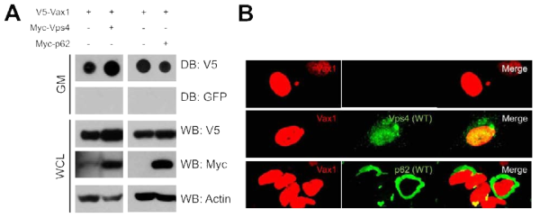 Vax1 단백질의 핵막 구조 매개 분비. Vax1 단백질의 비정형적 이동이 핵막에서 유래한 vesicle을 매개할 가능성을 확인하기 위해 endosome 막에서 small vesicle을 형성하는 정상 Vps4와 autophagy 과정에서 유비퀴틴화된 단백질을 막구조로 이동하는 역할을 하는 p62를 HeLa Vax1과 함께 발현한 후 Vax1의 분비(A)와 세포 내 분포(B)를 조사함. 그 결과 Vps4는 Vax1의 분비를 증진하는 것을 알 수 있음. 반대로 p62는 Vax1의 분비를 억제함. 이 결과들은 Vax1의 분비에 Vps4가 관여하는 MVB는 긍정적 연관성을 가지고 있으며, autophagy는 부정적 연관성을 가지고 있음을 시사함