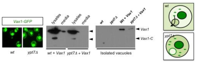 효모 vacuole을 매개로 한 Vax1의 수송. 그림 8에서 제시된 lysosome을 매개로한 Vax1의 분비 과정은 효모의 vacuole을 통한 세포내 단백질의 분비 과정과 유사점이 있다. 이를 증명하기 위해 Vax1을 효모에 발현 후 Vax1의 분비와 이동을 검증함. Vax1-GFP 단백질을 정상 (wt) 및 vacuole로의 소포 이동이 저해된 ypt7d 효모에 발현 한 후 세포 내 분포 (왼쪽 그림)와 세포 배양액으로의 분비를 각각 면역형광염색과 Western blotting으로 조사함. 그 결과 Vax1은 정상 효모 배양액에서는 관찰이 되지만 ypt7d 효모에서는 관찰이 되지 않음. 이는 Vax1이 세포 내 막구조 소포에 의해 vaculoe로 이동한 후 분비가 된다는 것을 의미한다. 이를 좀 더 명확히 증명하기 위해 wt과 ypt7d 효모에서 vaculoe을 분리한 후 vacuole에 포함된 Vax1을 관찰한 결과, wt에 비해 ypt7d 효모의 vacuole에 있는 Vax1 단백질의 양이 현저히 적음을 알 수 있었음