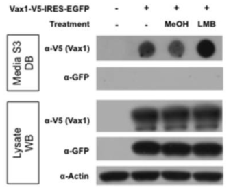 핵 탈출 비의존성 Vax1 분비. HeLa 세포에 Vax1-V5-IRES-EGFP를 발현하고 해당 세포를 12시간 동안 MeOH 또는 핵공 의존성 핵 탈출을 억제하는 leptomycin B (LMB)를 처리 후 세포 배양액에 존재하는 Vax1을 검출함. LMB 처리는 Vax1의 세포 배양액으로 분비된 Vax1의 양을 증가시킴. 해당 세포들에서 Vax1과 동시에 발현된 EGFP의 경우는 어떤 조건에서도 세포 배양액으로 분비가 되지 않는 것으로 보아, LMB 처리에 의한 Vax1의 분비 증가는 Vax1의 분비가 핵공에 의한 것이 아님을 시사함