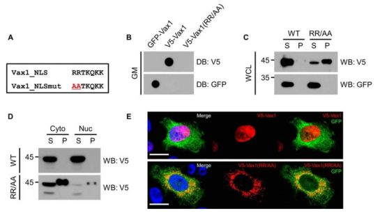 Vax1 핵 위치 돌연변이의 조사. (A) Vax1의 호메오도메인 상에 존재하는 핵 위치신호(nuclear localization signal, NLS)에 해당하는 151번과 152번 위치에 있는 arginine(R) 아미노산을 alanine(A)으로 변경함. 정상 Vax1과 Vax1의 NLS 변이형 Vax1(RR/AA)를 HeLa 세포에 과발현한 후 해당 단백질들의 분비를 DB로 조사하고 (B), 이들 단백질들의 세포 내 상대량을 RIPA buffer로 추출한 세포 내 단백질들을 WB로 조사함. Vax1(RR/AA)는 정상 Vax1에 비해 RIPA에 의해 추출되는 분획(soluble, S)에 양이 줄어들어 있었으며, RIPA에 의해 추출되지 않은 분획(precipitate, P)에 집중되어 있음. 이는 Vax1(RR/AA)가 세포 내에서 응집체를 만들 가능성을 시사함. (D) 정상 Vax1과 Vax1의 NLS 변이형 Vax1(RR/AA)의 세포 내 위치를 핵과 세포질 나눈 세포 분획의 WB를 통해 조사함. 또한, 각 분획에서 Vax1의 응집 여부를 RIPA 추출 여부를 통해 조사함. (E) 정상 Vax1과 Vax1의 NLS 변이형 Vax1(RR/AA)의 세포 내 위치를 면역형광염색으로 조사함. DAPI는 핵내 DNA를 표지하며, GFP는 Vax1 단백질들과 동일한 DNA construct에 encoding 되어 있으며 독립적으로 번역이 되므로 Vax1을 발현하는 세포를 표지함. GFP는 주로 세포질에 분포하며 일부는 핵에도 존재함