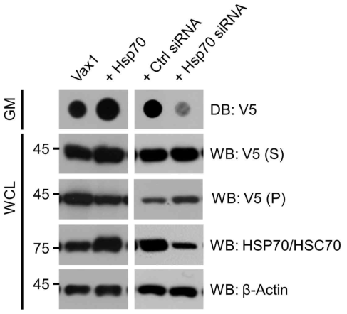 Hsp70에 의한 Vax1 분비 조절. Vax1과 상호작용하는 것으로 확인된 단백질들 중 세포 내 단백질들의 용해도와 관련이 있는 후보를 검색한 결과 heat-shock protein 70 (Hsp70)과 Hsp28이 확인됨 (Kim et al. (2014)). 이 중 Hsp70이 Vax1의 세포 내 용해도를 조절하여 Vax1 단백질의 분비를 조절할 가능성을 확인하기 위해 Vax1을 Hsp70이 과발현된 상태에서 함께 발현하거나, siRNA를 이용하여 Hsp70의 양을 줄인 세포에 Vax1을 발현하고 Vax1의 세포 외 분비를 DB로 조사함. 세포 내 Vax1 양은 WB로 조사함. Vax1은 Hsp70 양이 증가된 세포에서 분비가 촉진되고, Hsp70 양이 감소된 세포에서는 분비가 감소함을 확인함. 이는 Hsp70이 Vax1의 세포 내 용해도를 증가시켜 분비를 촉진할 것이라는 가설을 지지함