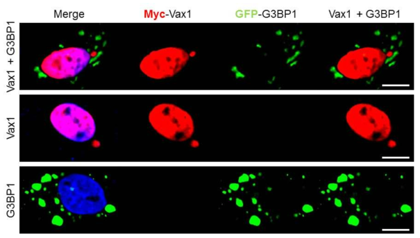 Vax1 막소포와 스트레스 과립체 사이의 관계 조사. 세포질 내 RNA 집합체인 스트레스 과립체 (stress granule)에 위치하는 Ras-GAP 도메인 결합 단백질 1 (GTPase activating protein-binding protein 1, G3BP1)를 Myc-Vax1과 함께 HeLa 세포에 과발현 후 면역형광염색으로 이들 단백질들의 세포 내 위치를 조사함. DAPI 염색으로 핵내 DNA를 푸른색으로 표지함